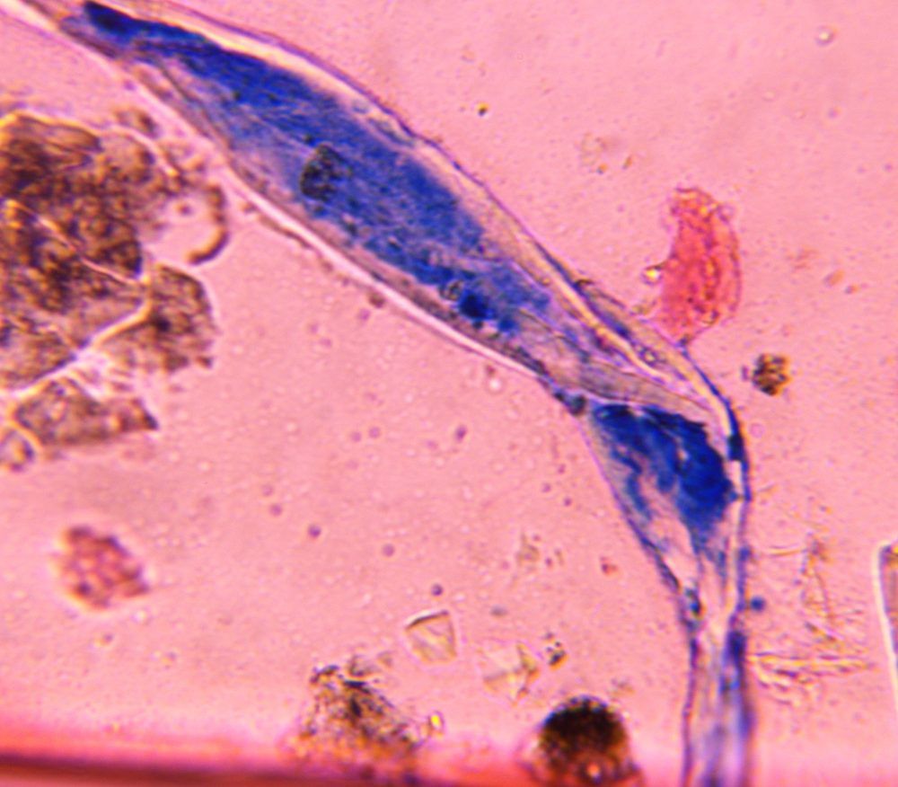 textile fiber under a microscope, verified by PollyMap