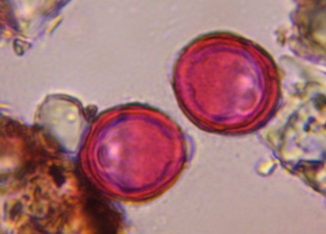 Another microscope image of Artemisia, verified by PollyMap