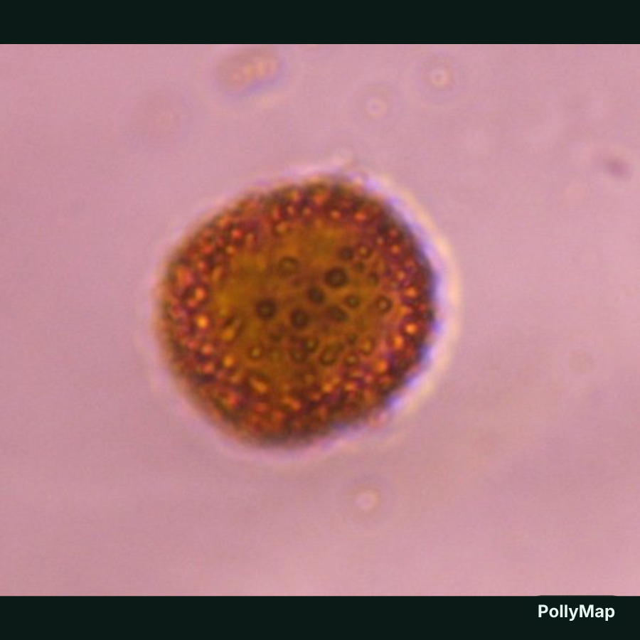 Smut mold spore under a microscope, verified by PollyMap