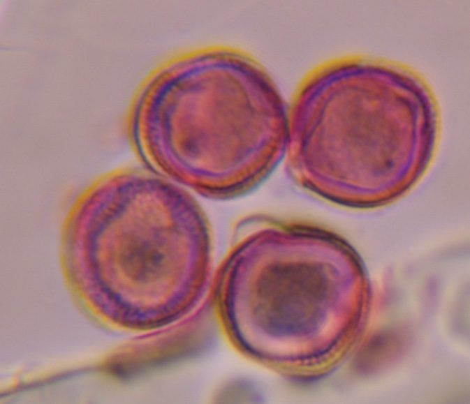 Another microscope image of Artemisia, verified by PollyMap