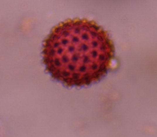 Another microscope image of Chenopod, verified by PollyMap