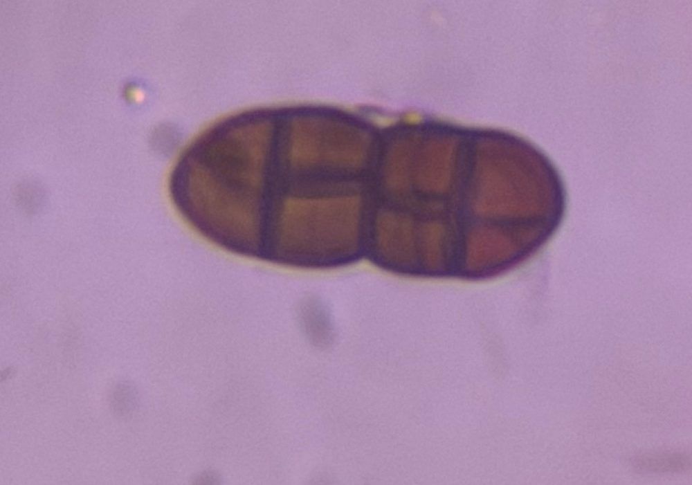 Pithomyces mold spore under a microscope, verified by PollyMap