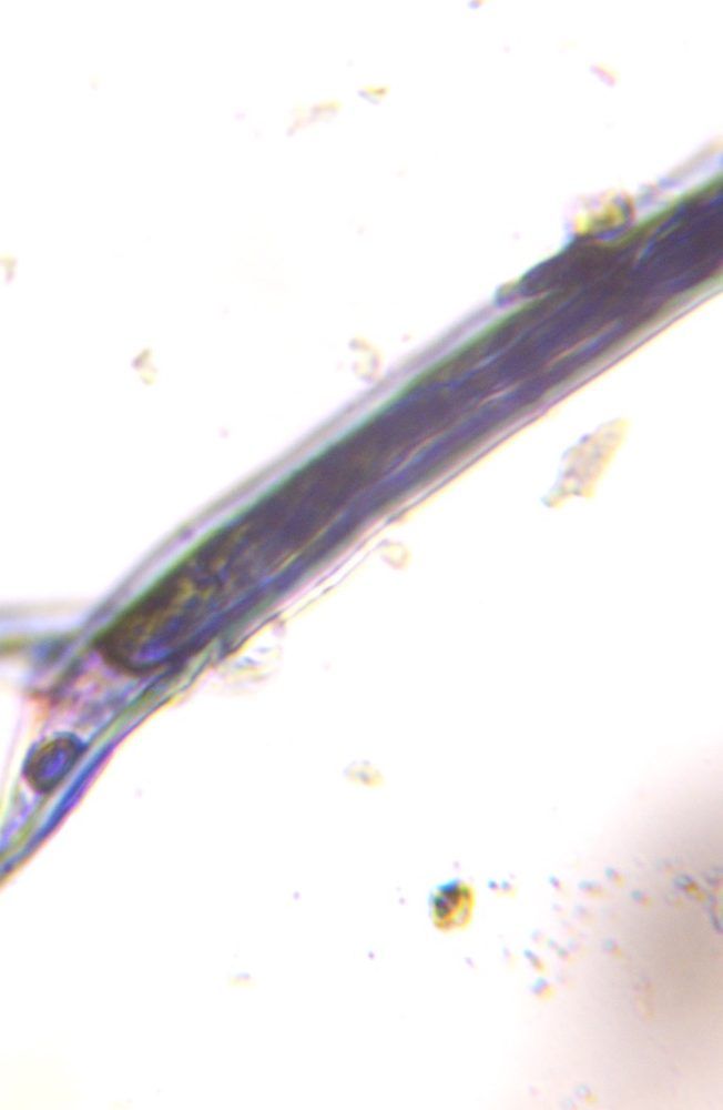 Microscope image of Hair, verified by PollyMap