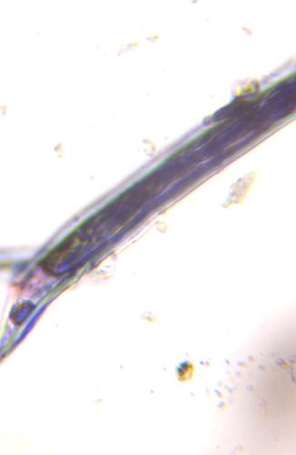 Microscope image of Hair, verified by PollyMap