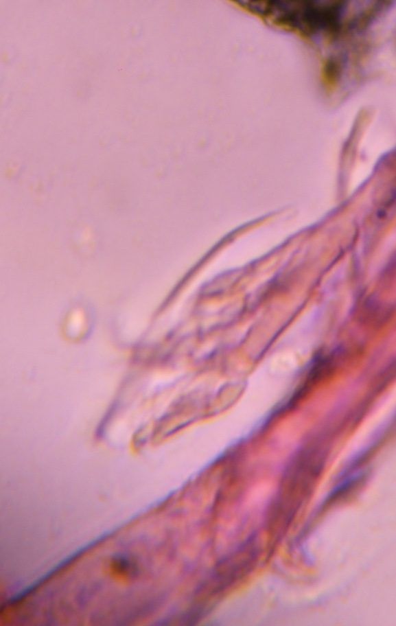 textile fiber under a microscope, verified by PollyMap