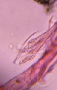 textile fiber under a microscope, verified by PollyMap
