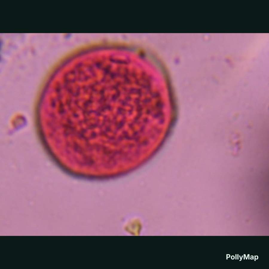 Another microscope image of Poaceae, verified by PollyMap