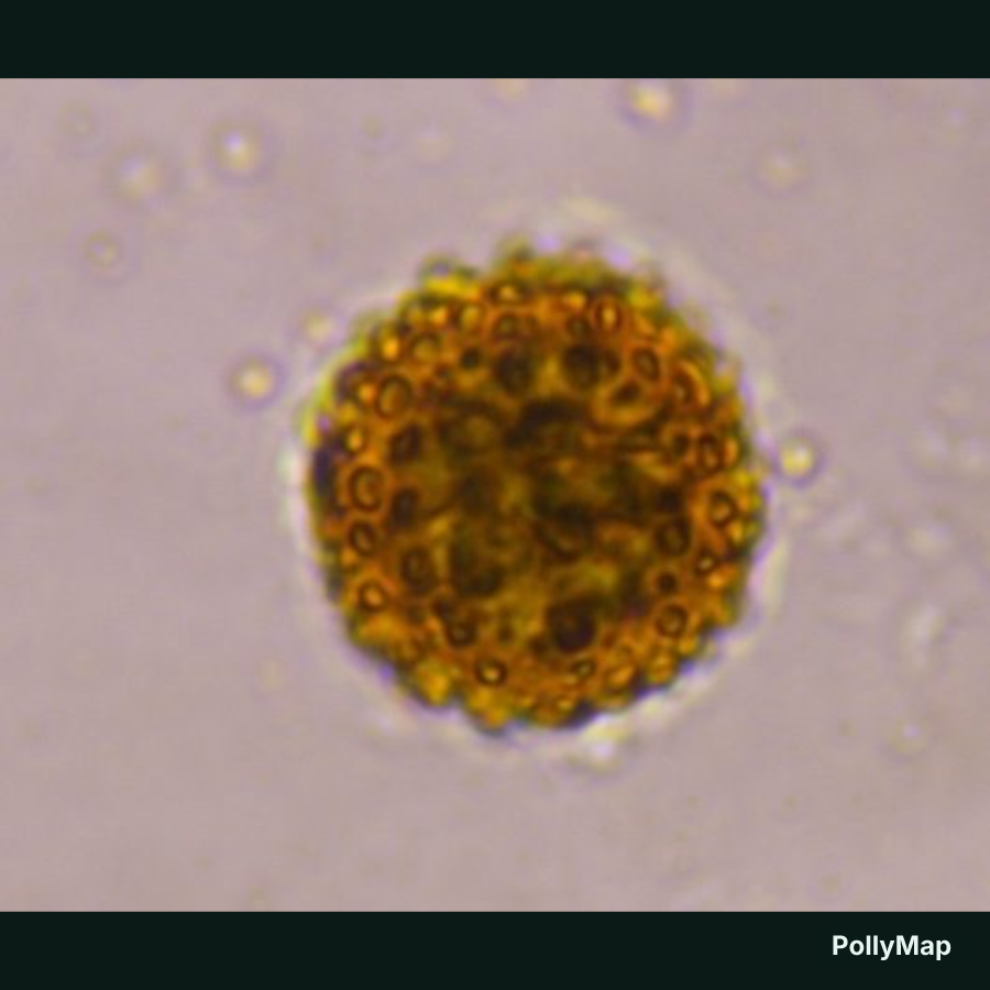 Smartweed pollen under a microscope, verified by PollyMap