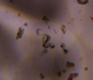 Particulate house dust under a microscope, verified by PollyMap
