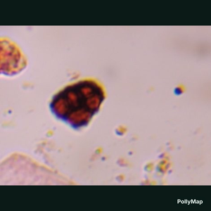 Epicoccum mold spore under a microscope, verified by PollyMap