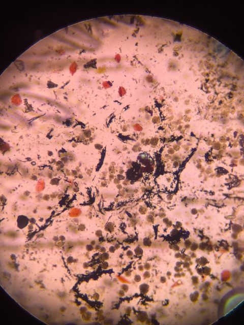 Microscope image of Unknown Dust/Soot, verified by PollyMap