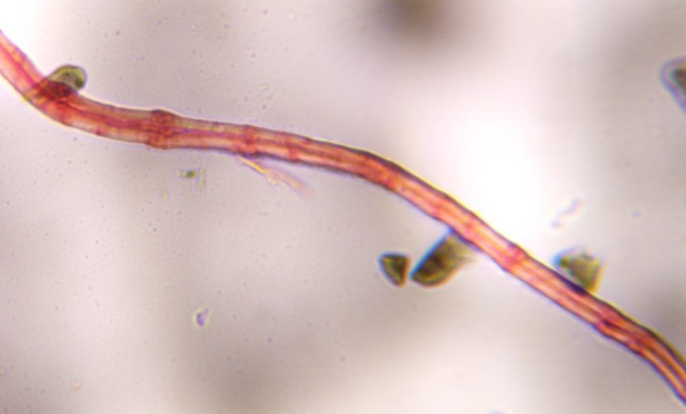 Textile fiber fiber under a microscope, verified by PollyMap