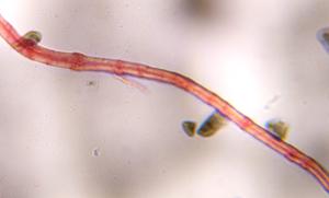 Textile fiber fiber under a microscope, verified by PollyMap