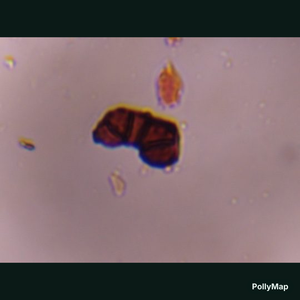 Curvularia mold spore under a microscope, verified by PollyMap