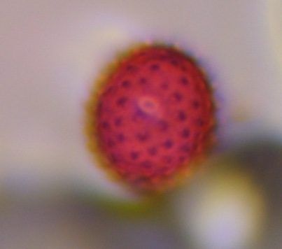 Asteraceae pollen under a microscope, verified by PollyMap