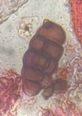 Ulocladium mold spore under a microscope, verified by PollyMap