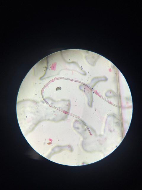 Microscope image of Fiber, verified by PollyMap