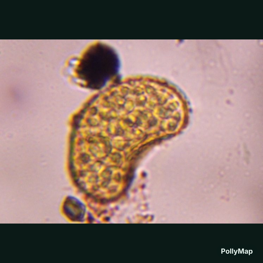 fern spore pollen under a microscope, verified by PollyMap