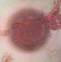 Microscope image of unidentified — pollen (gallery) — verified by PollyMap
