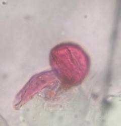 Microscope image of Oak — pollen (gallery) — verified by PollyMap