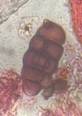 Microscope image of Ulocladium — mold (gallery) — verified by PollyMap