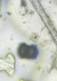 Microscope image of Pine — pollen (gallery) — verified by PollyMap