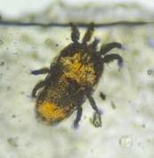 Microscope image of Dust Mite (Acari) — dust (reference) — verified by PollyMap