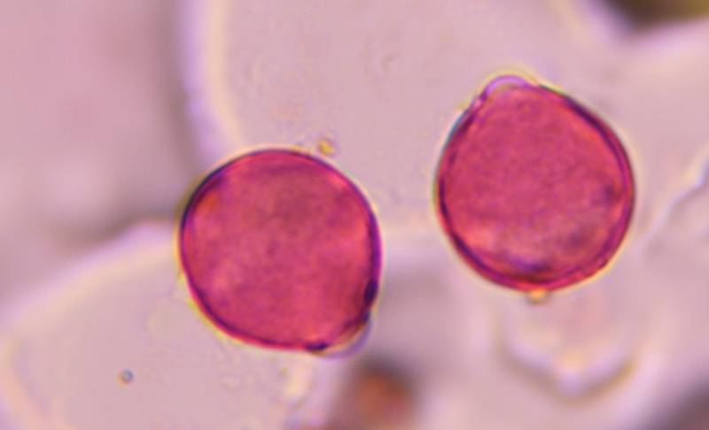 Microscope image of Mesquite — pollen (reference) — verified by PollyMap