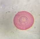 Microscope image of Juniper — pollen (gallery) — verified by PollyMap