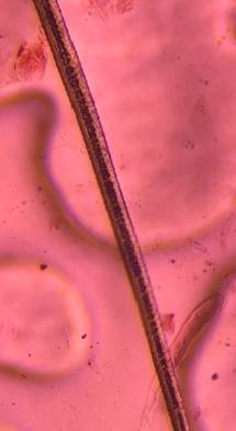 Microscope image of Animal Hair — fiber (reference) — verified by PollyMap