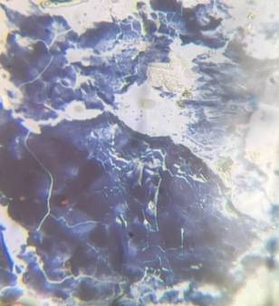 Microscope image of Amorphous Dust / Debris — dust (reference) — verified by PollyMap