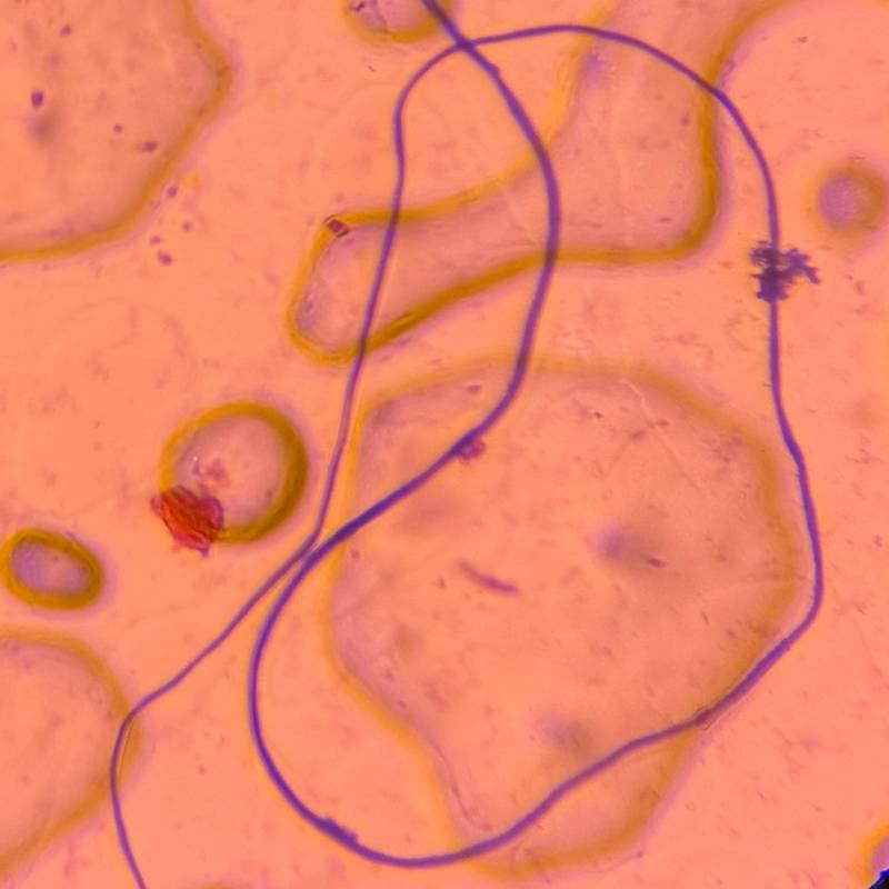 Microscope image of Textile — fiber (reference) — verified by PollyMap
