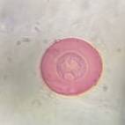 Microscope image of Juniper — pollen (gallery) — verified by PollyMap