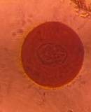 Microscope image of Juniper — pollen (gallery) — verified by PollyMap