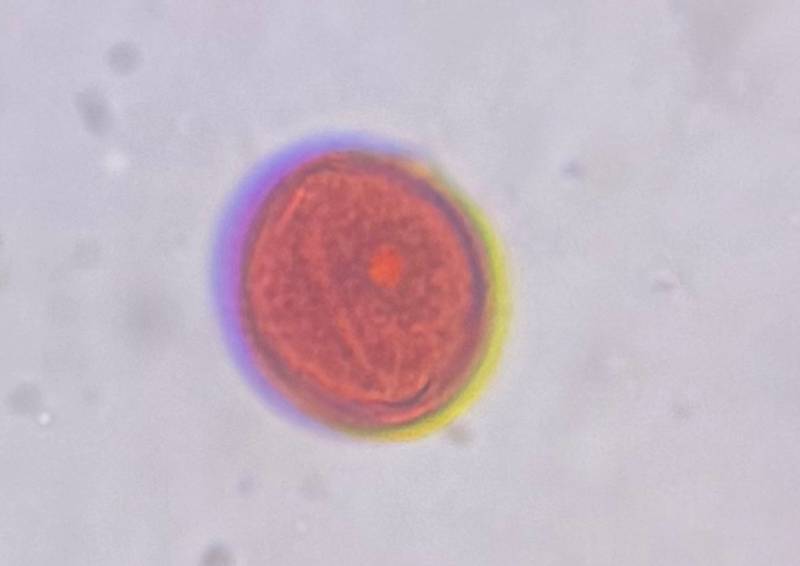 Microscope image of Mesquite — pollen (reference) — verified by PollyMap