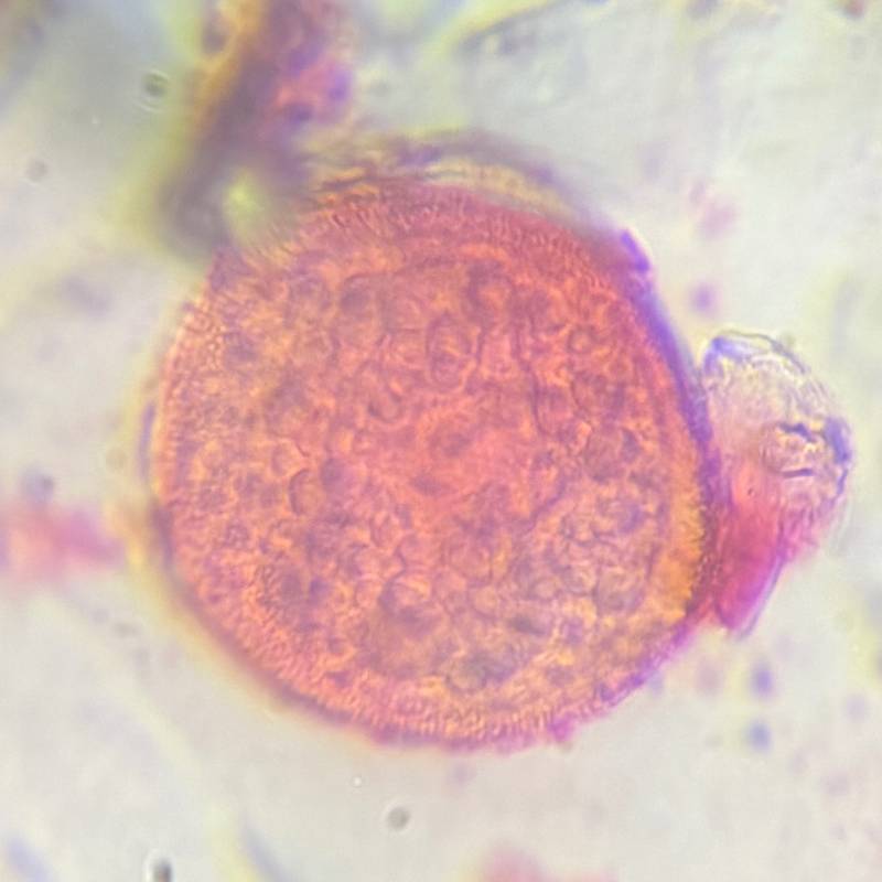 Microscope image of Buckwheat — pollen (reference) — verified by PollyMap