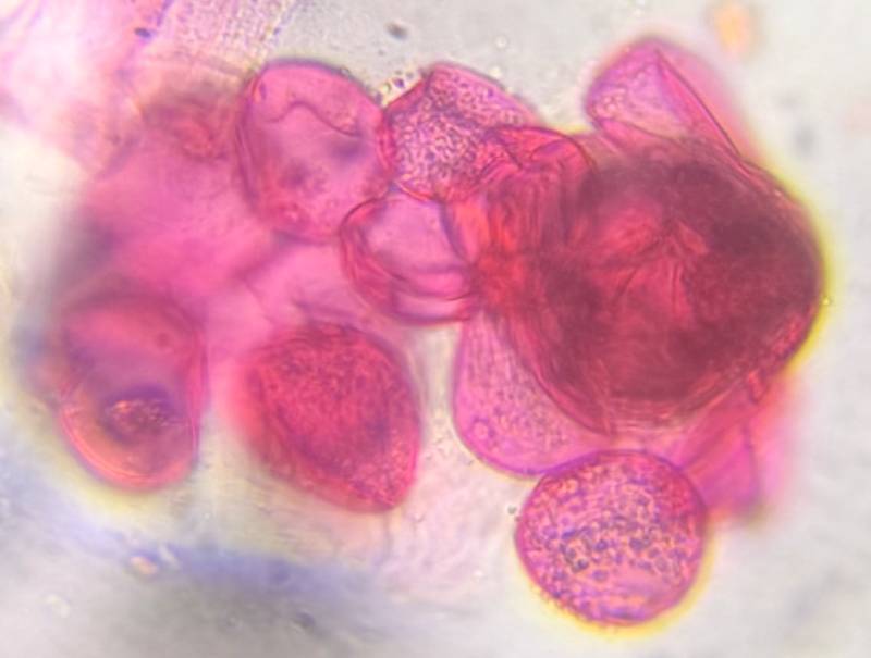 Microscope image of Poaceae — pollen (gallery) — verified by PollyMap