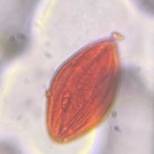 Microscope image of Mormon Tea — pollen (reference) — verified by PollyMap