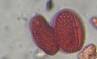 Microscope image of Palo Verde — pollen (reference) — verified by PollyMap