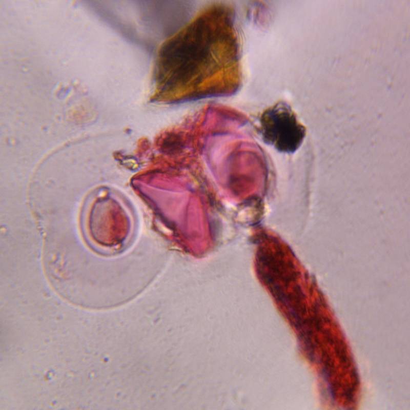 Microscope image of Juniper — pollen (reference) — verified by PollyMap