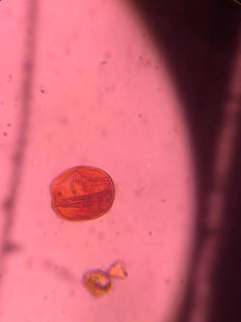 Microscope image of Mesquite — pollen (gallery) — verified by PollyMap