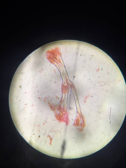 Microscope image of Plant Fiber — fiber (reference) — verified by PollyMap